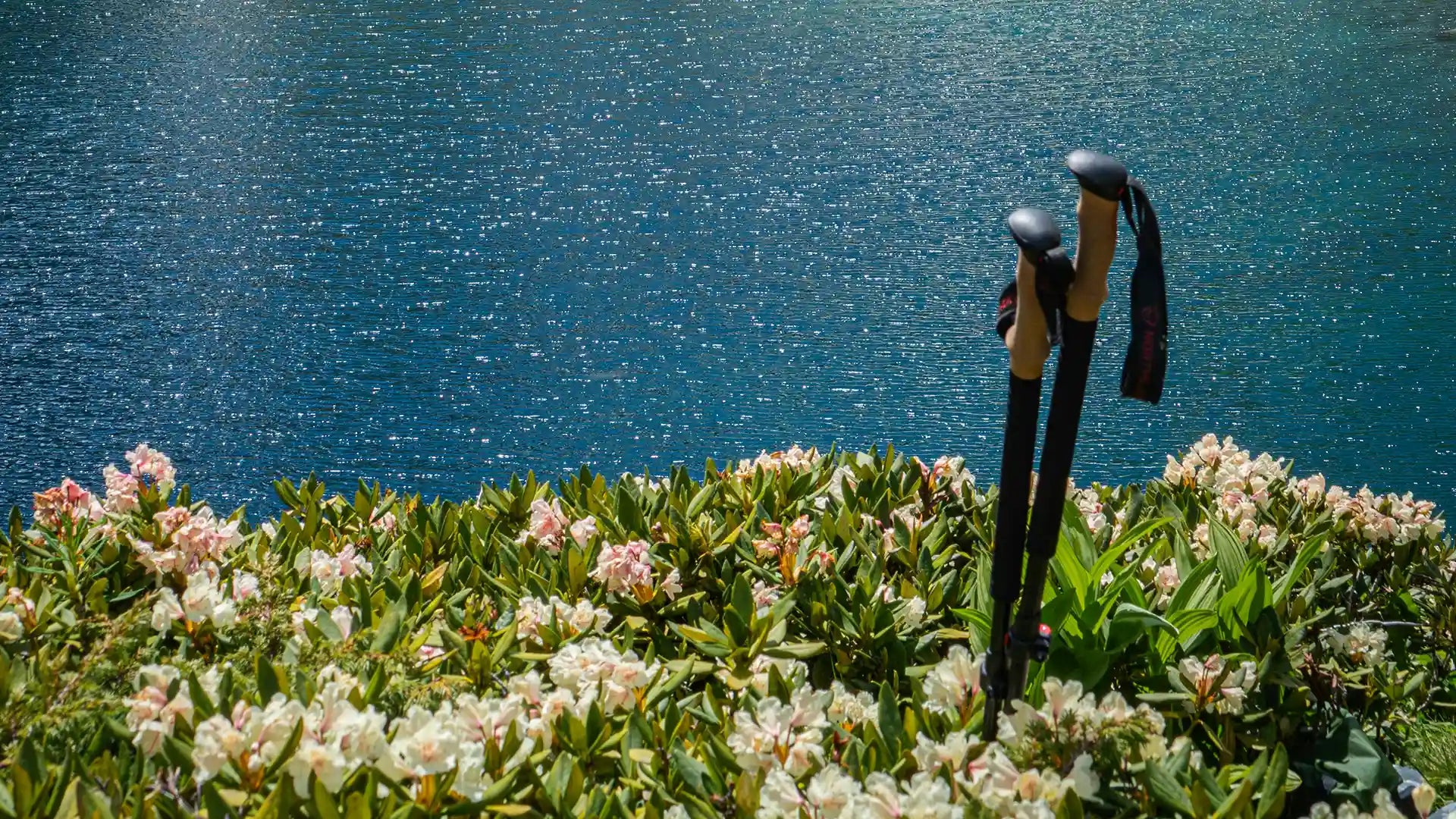 Quelle paire de bâton de marche choisir pour son chemin